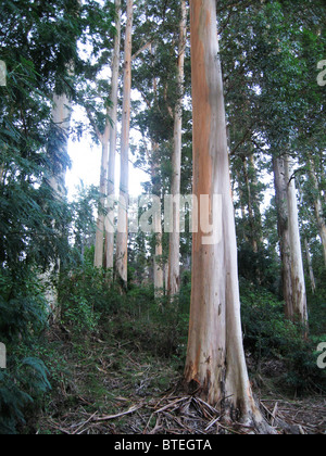 Low angle view of blue gum les arbres d'une plantation Banque D'Images