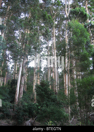 Low angle view of blue gum les arbres d'une plantation Banque D'Images