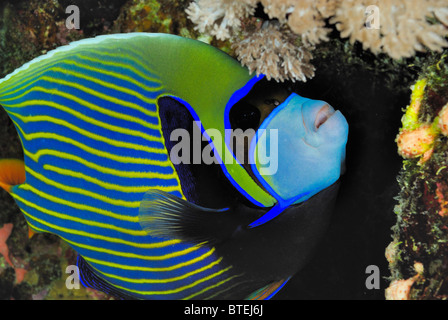 L'Empereur angelfish côte hamata, Egypte, Mer Rouge Banque D'Images