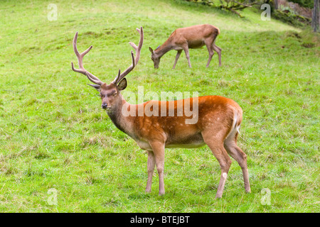 Couple de cerfs dans le désert, Forêt Noire, Allemagne Banque D'Images