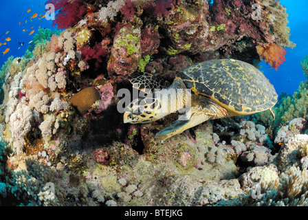 Tortue au large de la côte, l'Égypte, Hamata Mer Rouge Banque D'Images