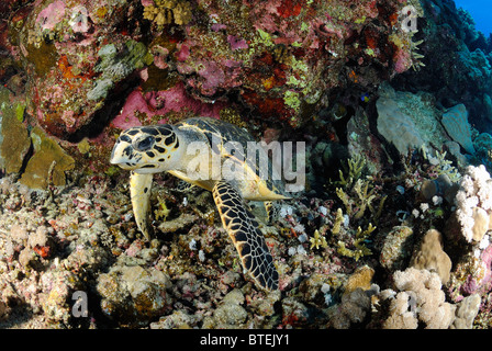 Tortue au large de la côte, l'Égypte, Hamata Mer Rouge Banque D'Images