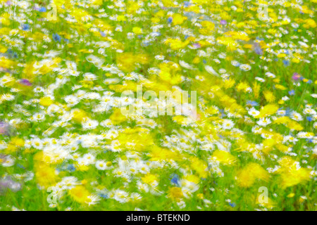 Fleurs sauvages colorées par le vent Banque D'Images