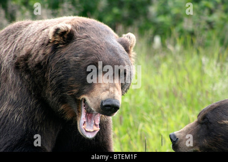 Grizzly Bear Roaring Banque D'Images