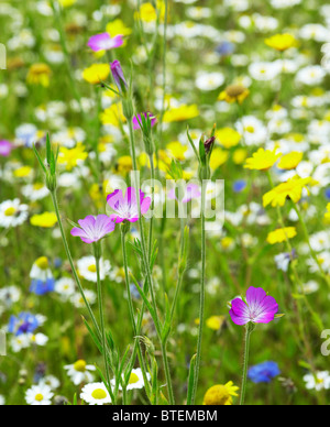 La nielle soutenue par un mélange de fleurs sauvages colorées par le vent Banque D'Images