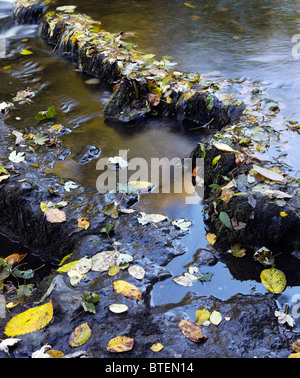 Corniches rocheuses décorées avec des feuilles tombées sur le Walden Beck à West Burton Banque D'Images