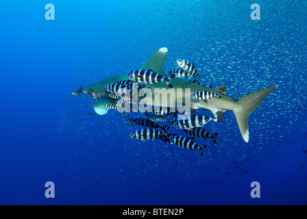 Requin océanique, l'île de Daedalus, Egypte, Mer Rouge Banque D'Images