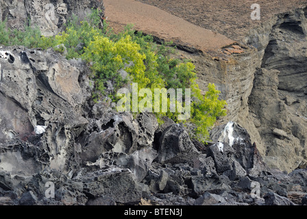 Les palétuviers poussant sur l'île de Bartolome, Galapagos, Equateur Banque D'Images