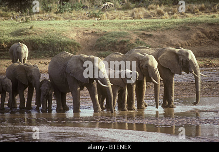 Famille d'éléphants groupe de femelles et veaux boire avec trunks Uaso Nyiro Samburu National Reserve Kenya Afrique de l'Est Banque D'Images
