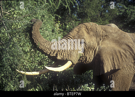 La navigation sur l'éléphant d'acacia utilisant la ligne réseau pour saisir des branches dans la réserve nationale de Samburu, Kenya Afrique de l'Est Banque D'Images