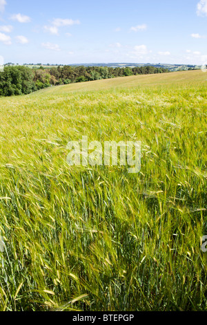 De plus en plus sur l'orge de Cotswold Naunton Downs près de Hawling, Gloucestershire Banque D'Images