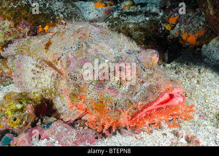 Stone rascasses, Galapagos, Equateur Banque D'Images