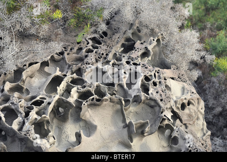 Mangrove sèche arbres croissant sur l'île de Bartolome, Galapagos, Equateur Banque D'Images