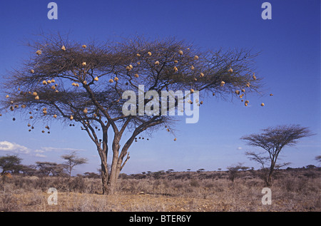 Acacia tortilis arbre avec nids de tisserands sociaux plafonnés noir de la réserve nationale de Samburu, Kenya Afrique de l'Est Banque D'Images