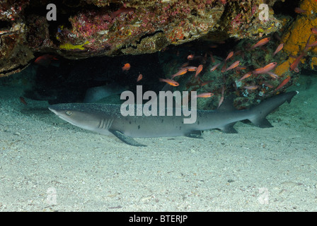 Requin de récif à pointe blanche, Galapagos, Equateur Banque D'Images