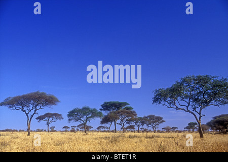 Ouvrez l'Acacia tortilis bois et de prairies de savane Parc national de Tarangire Tanzanie Afrique Banque D'Images