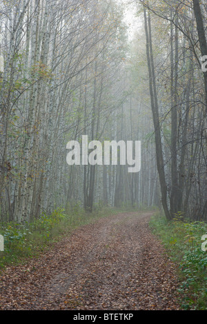 Dans les bois de la route Banque D'Images