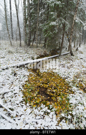 Printemps en hiver Banque D'Images