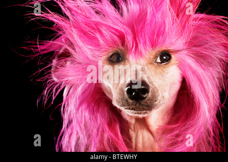 Chien Chinois à Crête aux cheveux roses Banque D'Images