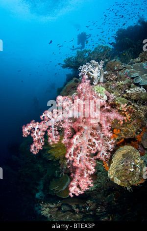 Les coraux mous ornent une diversité de coraux près de Cabilao Island, Bohol, Philippines, l'océan Pacifique. Banque D'Images