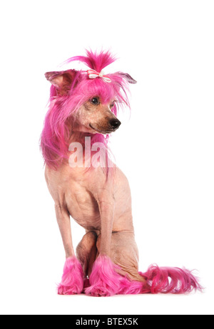 Chien Chinois à Crête aux cheveux roses Banque D'Images