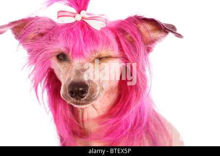 Chien Chinois à Crête aux cheveux roses Banque D'Images