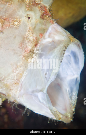 Poisson grenouille géant, un Antennarius commersoni, fléchit ses mâchoires massives. Cabilao Island, Bohol, Philippines, l'océan Pacifique. Banque D'Images