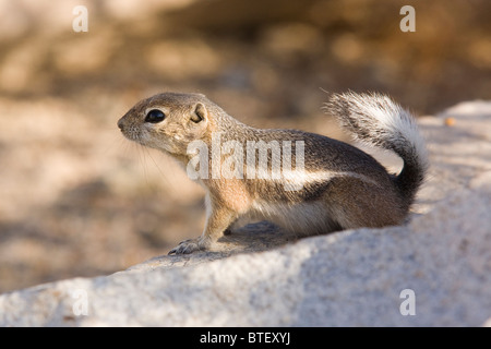 Écureuil antilope à queue blanche (Ammospermophilus leucurus) - Californie, USA Banque D'Images