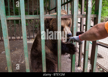 Ours brun en cage dans le parc Germia Pristina Kosovo Banque D'Images