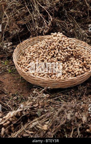 Arachides récoltées dans un panier. L'Andhra Pradesh, Inde Banque D'Images