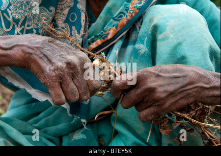 Mains de femme indienne avec la collecte des plantes d'arachide récoltées les écrous dans l'Andhra Pradesh, Inde Banque D'Images
