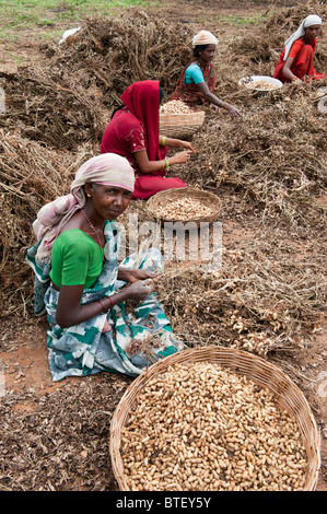 Les femmes indiennes de la récolte d'arachides dans l'Andhra Pradesh, Inde Banque D'Images