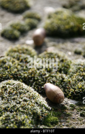 Graines type acorn sur chemin sol forestier Banque D'Images