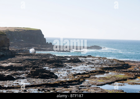 Waipapa Point, Curio Bay,Forêt Pétrifiée Fossell sur fond de mer, Waikawa, Porpoise Bay,l'île du Sud,Catlins, Nouvelle-Zélande Banque D'Images