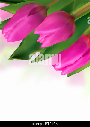 Le close-up of pink tulip avec origines floues Banque D'Images