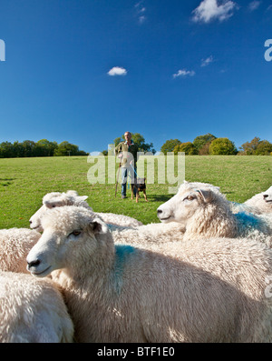 Un berger avec sa jeune Nouvelle Zélande huntaway de berger et un troupeau de moutons Romney dans un champ. Banque D'Images