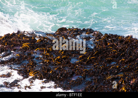 Waipapa Point, Curio Bay,Forêt Pétrifiée Fossell sur fond de mer, Waikawa, Porpoise Bay,l'île du Sud,Catlins, Nouvelle-Zélande Banque D'Images