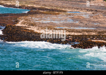 Waipapa Point, Curio Bay,Forêt Pétrifiée Fossell sur fond de mer, Waikawa, Porpoise Bay,l'île du Sud,Catlins, Nouvelle-Zélande Banque D'Images