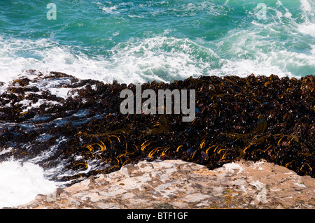 Waipapa Point, Curio Bay,Forêt Pétrifiée Fossell sur fond de mer, Waikawa, Porpoise Bay,l'île du Sud,Catlins, Nouvelle-Zélande Banque D'Images