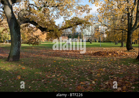 Mourir de chênes Parc Kadriorg. Tallinn, Estonie. Banque D'Images