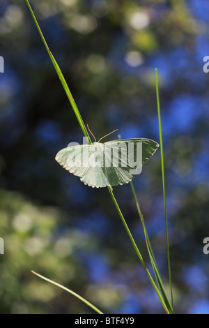 Un petit papillon bleu poilu se trouve sur un brin d'herbe Banque D'Images