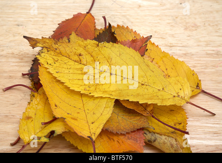 Les feuilles d'automne dans une pile tourné sur un fond de bois Banque D'Images