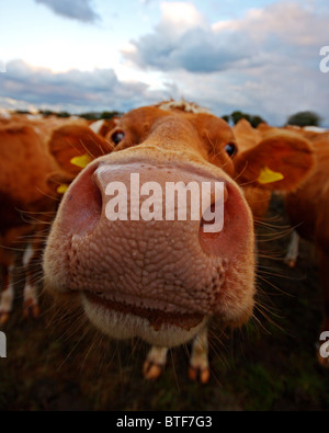 La vache Guernsey Banque D'Images