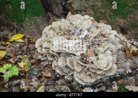 Poule des bois naturel pousse des champignons Banque D'Images