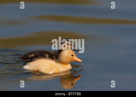 Réflexion avec les canetons Banque D'Images