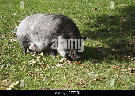 Cochon noir, Pays Basque, France Banque D'Images