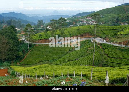 Les plantations de thé à Nuwara Eliya, Sri Lanka. Banque D'Images