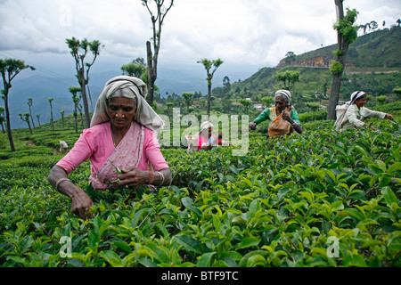 Women picking dans une plantation de thé près de Nuwara Eliya, Sri Lanka. Banque D'Images