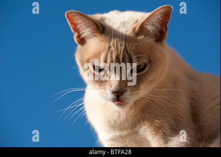 Jeune femelle Burmilla chat dans le soleil avec sa langue qui sort Banque D'Images