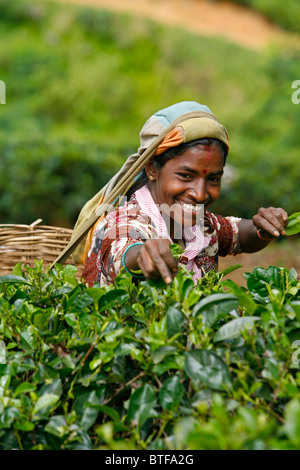 Woman picking les feuilles de thé dans une plantation près de Nuwara Eliya, Sri Lanka. Banque D'Images